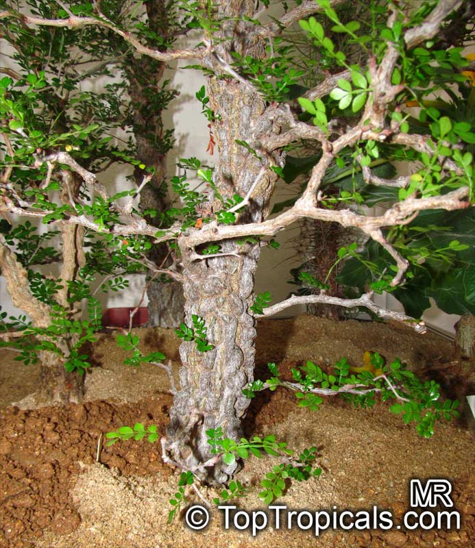 Operculicarya decaryi, Jabily, Elephant Tree