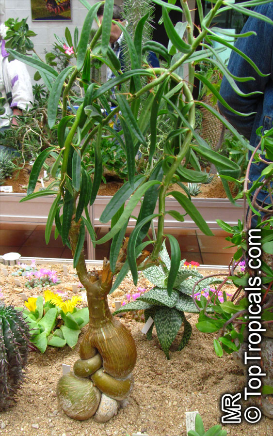 Pachypodium succulentum , Caudiciform Pachypodium