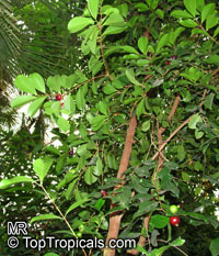 Psidium cattleanum, Psidium littorale, Psidium chinense, Cattley Guava, Sand Plum, Strawberry Guava

Click to see full-size image