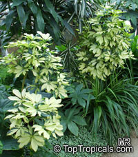 Schefflera arboricola, Abicola, Arboricola, Trinette, Hawaiian Umbrella Tree, Hawaiian Elf Schefflera

Click to see full-size image