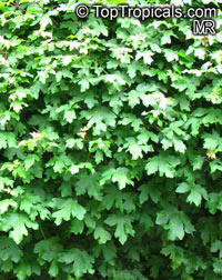 Acer sp., Red Maple, Soft Maple

Click to see full-size image