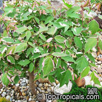 Acer sp., Red Maple, Soft Maple. Acer negundo 'Flamingo'