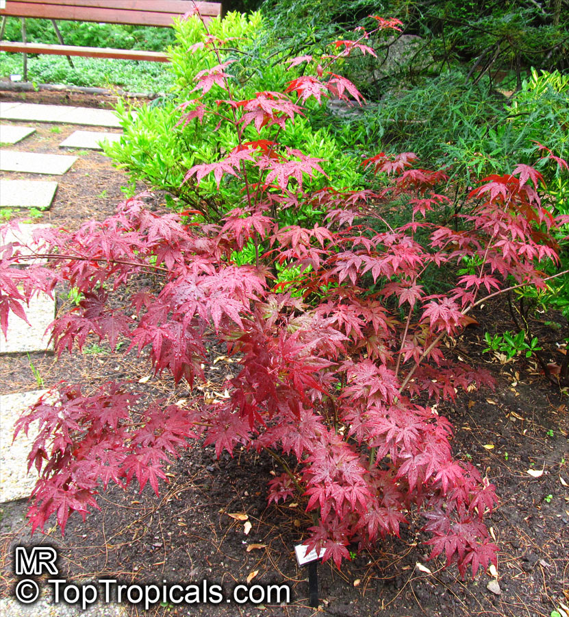 Acer palmatum, Japanese maple, Palmate maple, Smooth Japanese maple. Acer palmatum 'Atropurpureum'. This red leaf Japanese Maple has finely-divided, lacy leaves of a deep red in the spring but foliage color fades to light green in early summer. 26/05/2015