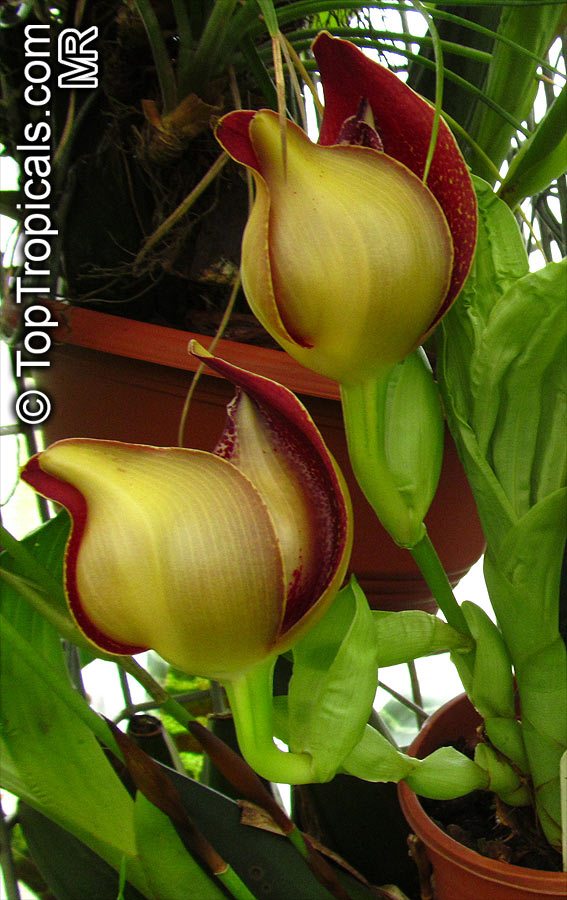 Anguloa sp., Tulip Orchid. Anguloa ruckeri