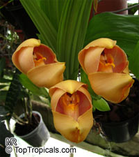 Anguloa sp., Tulip Orchid

Click to see full-size image