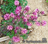 Aquilegia sp., Granny&apos;s Bonnet, Columbine. Aquilegia vulgaris var. stellata 'Rose Barlow'
