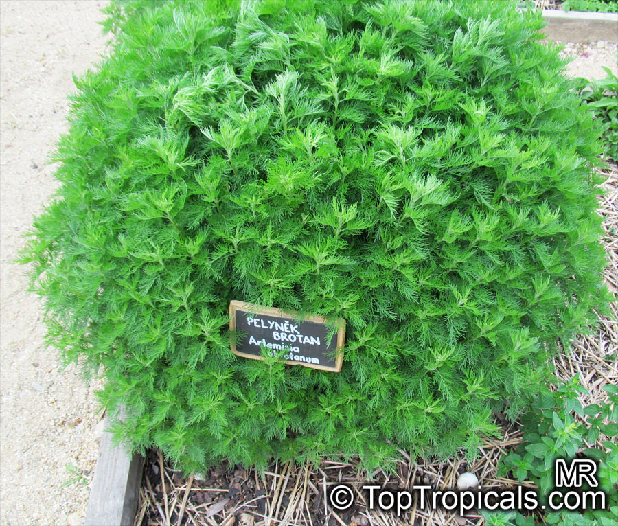 Artemisia abrotanum, Southernwood