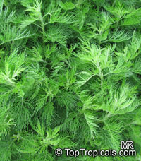 Artemisia abrotanum, Southernwood

Click to see full-size image