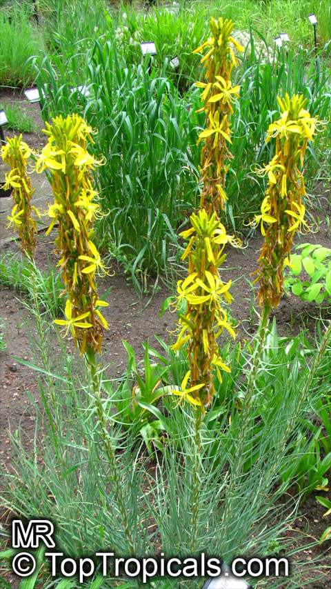 Asphodeline lutea, King's Spear, Yellow Asphodel