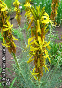 Asphodeline lutea, King's Spear, Yellow Asphodel

Click to see full-size image