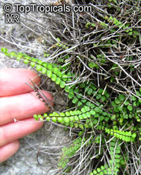 Asplenium trichomanes, Maidenhair Spleenwort

Click to see full-size image