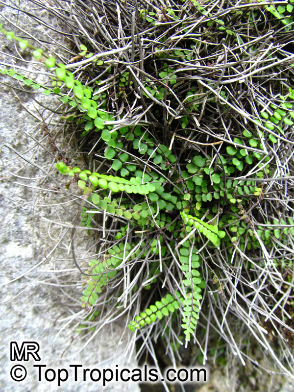 Asplenium trichomanes, Maidenhair Spleenwort