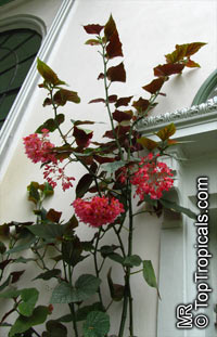 Begonia corallina, Cane Begonia

Click to see full-size image