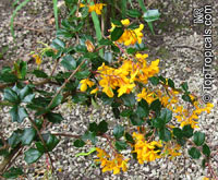 Berberis sp., Barberry

Click to see full-size image