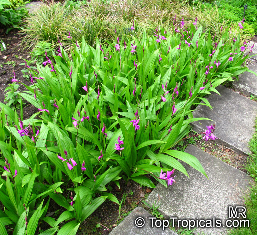 Bletilla striata, Hyacinth Orchid, Chinese Ground Orchid