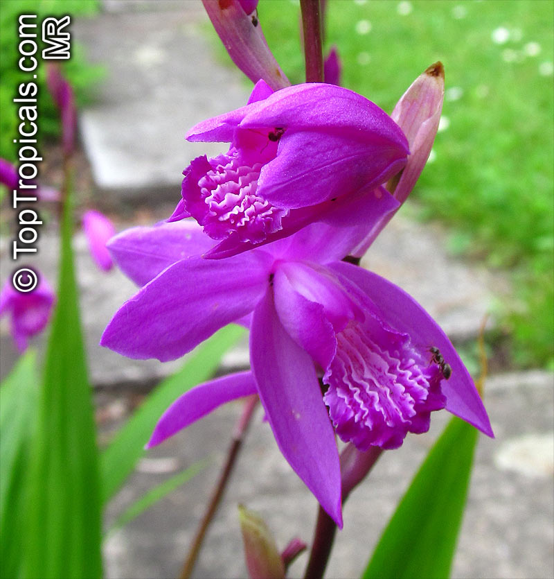 Bletilla striata, Hyacinth Orchid, Chinese Ground Orchid