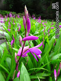 Bletilla striata, Hyacinth Orchid, Chinese Ground Orchid

Click to see full-size image