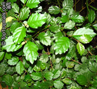 Buddleja indica, Parlor Oak, Nicodemia

Click to see full-size image