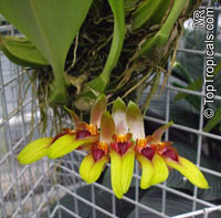 Bulbophyllum sp., Bulbophyllum

Click to see full-size image