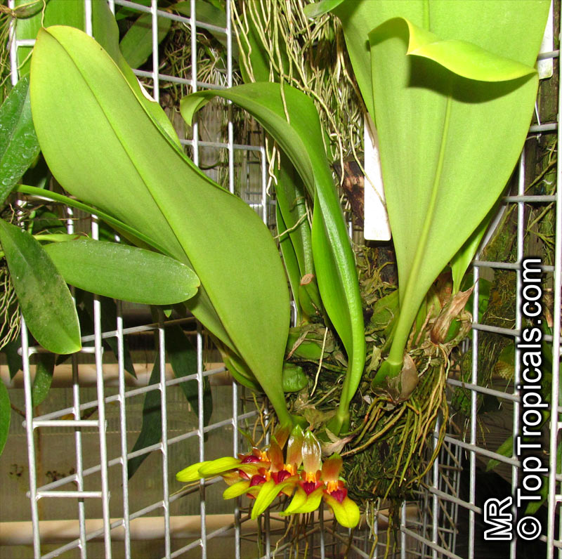 Bulbophyllum sp., Bulbophyllum. Bulbophyllum graveolens