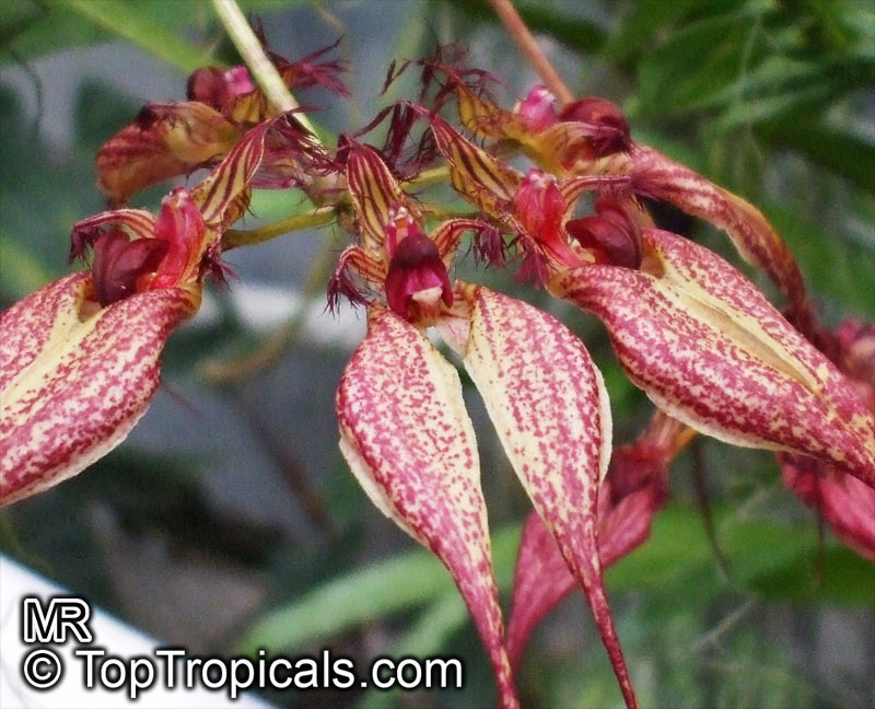 Bulbophyllum sp., Bulbophyllum