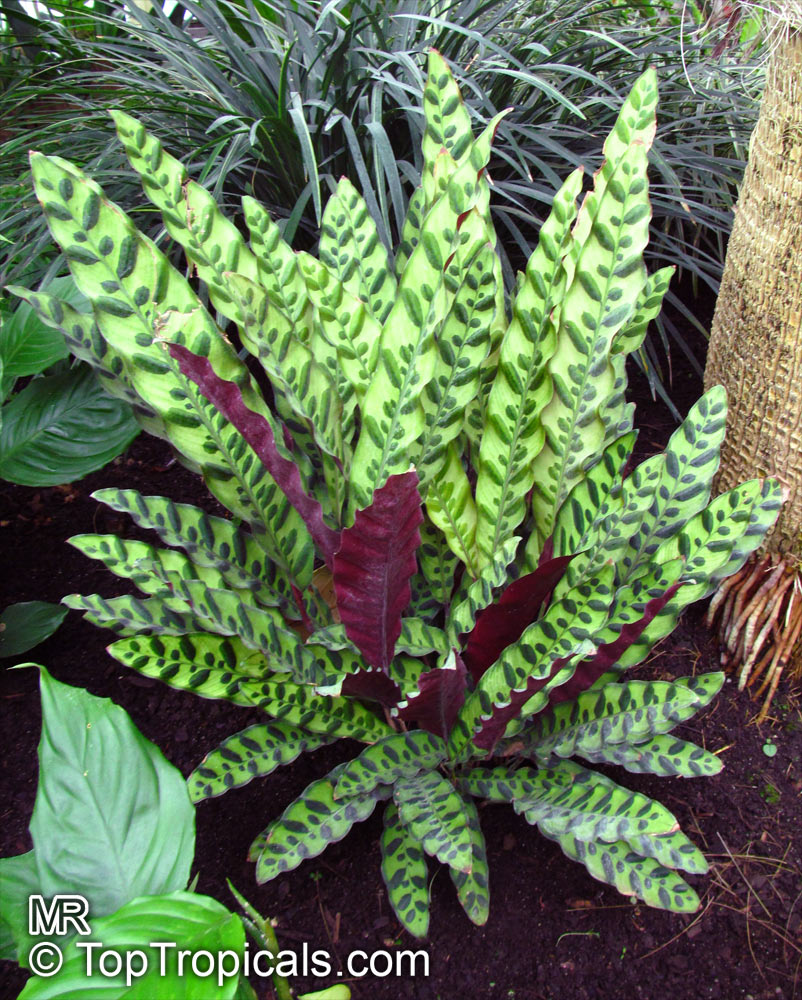 Calathea Insignis