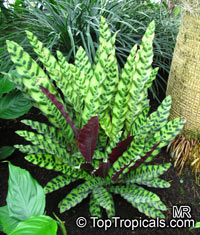 Goeppertia insignis, Calathea lancifolia, Calathea insignis, Rattlesnake Plant

Click to see full-size image