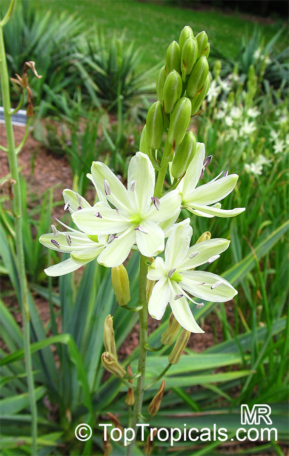Camassia sp., Indian Hyacinth, Camas, Quamash,. Camassia leichtlinii