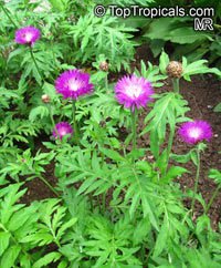 Centaurea sp., Basketflower, Cornflower

Click to see full-size image