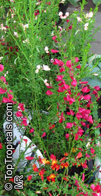 Cytisus sp., Broom

Click to see full-size image