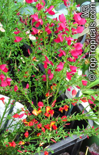 Cytisus sp., Broom

Click to see full-size image