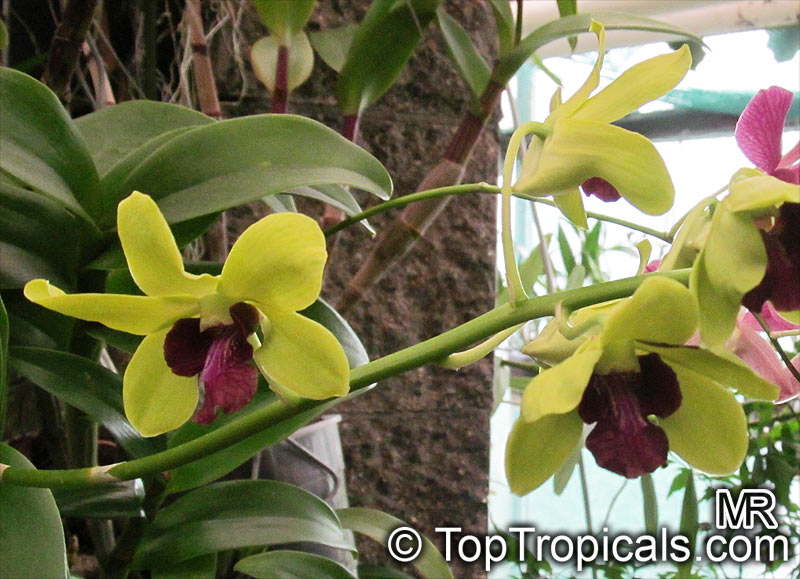 Dendrobium sp., Dendrobium Orchid. Dendrobium 'Thongchai Gold'