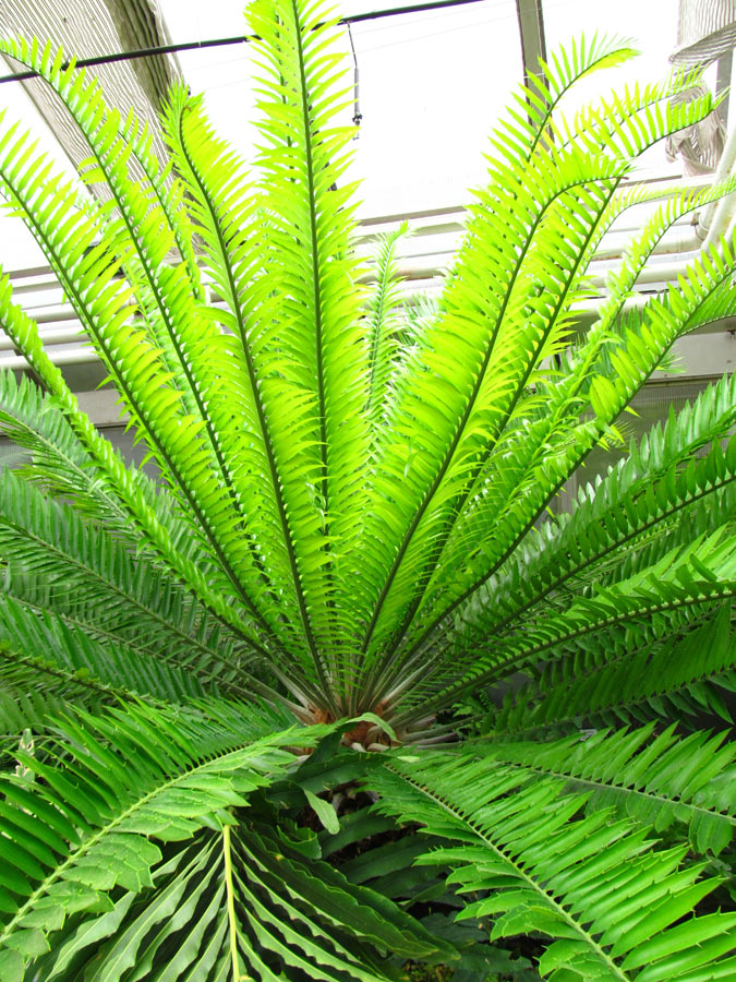 Dioon sp., Virgin Palm