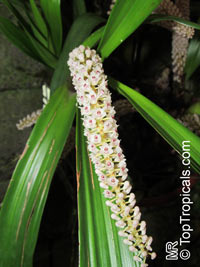 Eria floribunda, Eria

Click to see full-size image