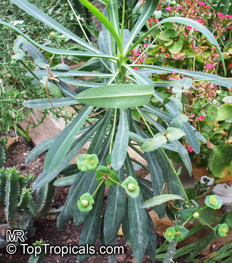 Euphorbia bubalina, Euphorbia laxiflora, Buffalo Euphorbia, Bosmelkbos