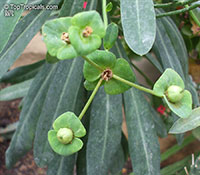 Euphorbia bubalina, Euphorbia laxiflora, Buffalo Euphorbia, Bosmelkbos

Click to see full-size image