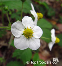 Fragaria sp., Strawberry