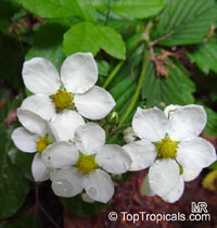 Fragaria sp., Strawberry

Click to see full-size image