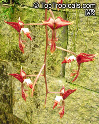 Gongora sp.

Click to see full-size image