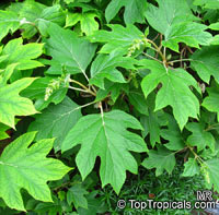 Hydrangea quercifolia, Oakleaf Hydrangea

Click to see full-size image