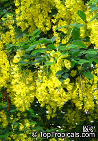 Laburnum sp., Golden Chain Tree, Scotch Laburnum

Click to see full-size image