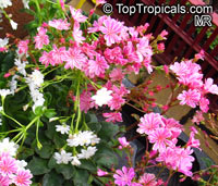 Lewisia cotyledon, Cliff Maids

Click to see full-size image