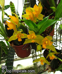 Lycaste sp., Lycaste

Click to see full-size image