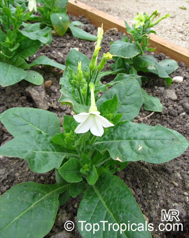 Nicotiana sp., Flowering tobacco