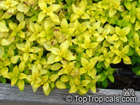 Origanum vulgare, Oregano, Wild Marjoram, Greek Oregano

Click to see full-size image