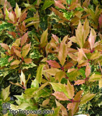 Osmanthus heterophyllus, Holly Osmanthus, Holly Olive, False Holly. Osmanthus heterophyllus 'Goshiki'