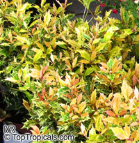 Osmanthus heterophyllus, Holly Osmanthus, Holly Olive, False Holly

Click to see full-size image