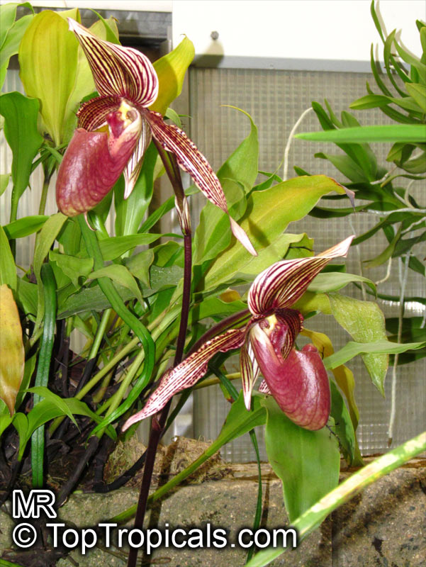 Paphiopedilum sp., Paphiopedilum Orchid, Slipper Orchid