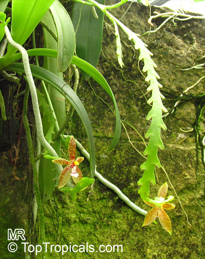Phalaenopsis cornu-cervi, Deer Antler Moth Orchid, Deer-antlered Phalaenopsis