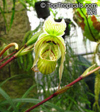 Phragmipedium sp., Phragmipedium

Click to see full-size image